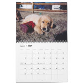 Labrador & Golden Calendar Kalender (Mär 2027)