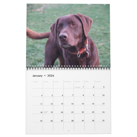 Labrador & Golden Calendar Kalender (Jan 2026)
