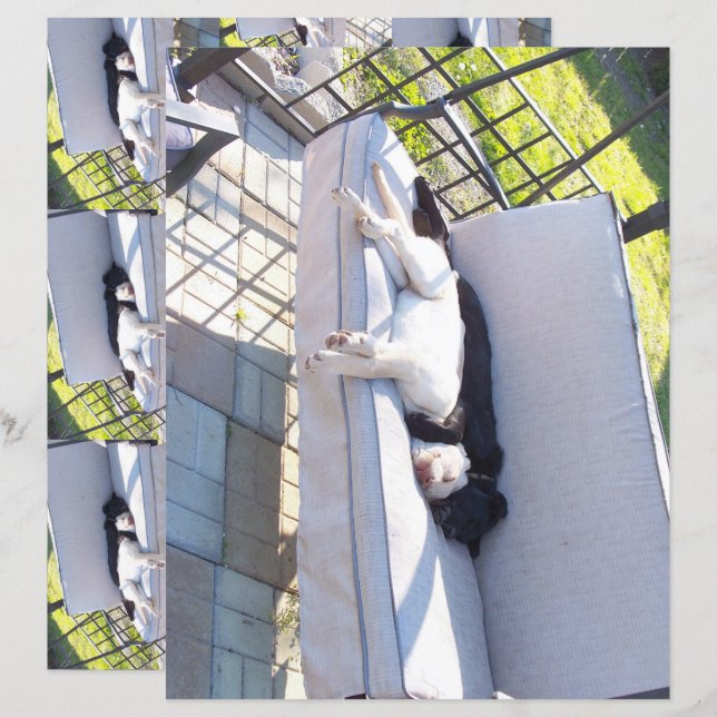 Labrador-Gruppe Schlafbuch (Vorne/Hinten)