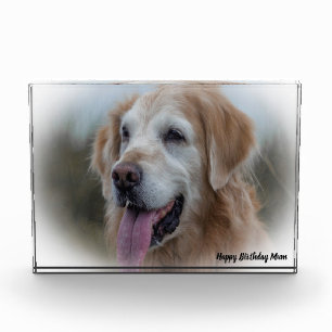Labrador Hund Fotoblock