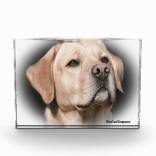 Labrador Hund. Fotoblock