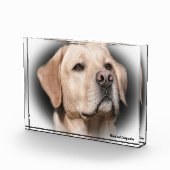Labrador Hund. Fotoblock (Rechts)