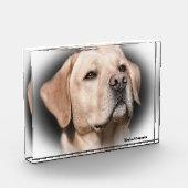Labrador Hund. Fotoblock (Links)