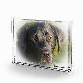Labrador Hund. Fotoblock (Rechts)