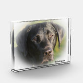 Labrador Hund. Fotoblock (Links)