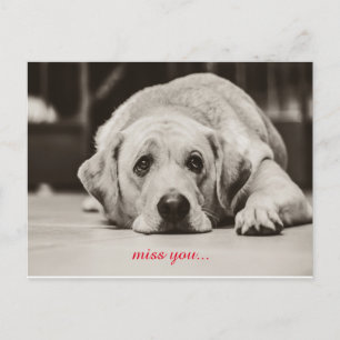 Labrador Hund Miss Sie Postcard Postkarte
