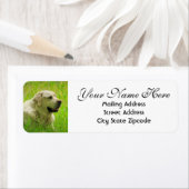 Labrador Hund Rücksendeadresse (Insitu)