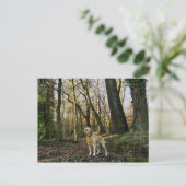 Labrador im Wald Postkarte (Stehend Vorderseite)