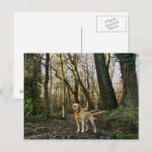 Labrador im Wald Postkarte (Vorne/Hinten)