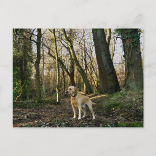 Labrador im Wald Postkarte