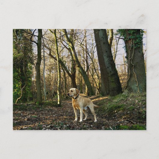 Labrador im Wald Postkarte (Vorderseite)