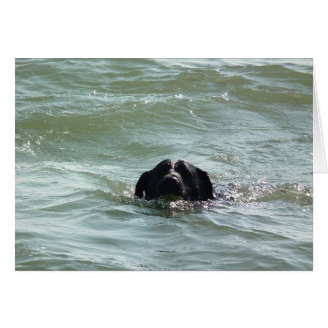 Labrador in der Swim (Vorderseite (Horizontal))