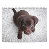 Labrador-Kalender Kalender (Titelbild)