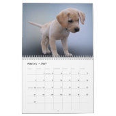 Labrador-Kalender Kalender (Feb 2027)