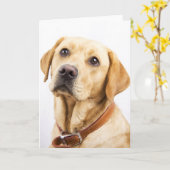 Labrador Karte (Gelbe Blume)