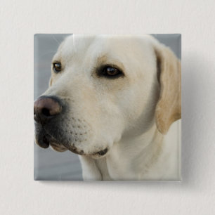 Labrador-Knopf Button