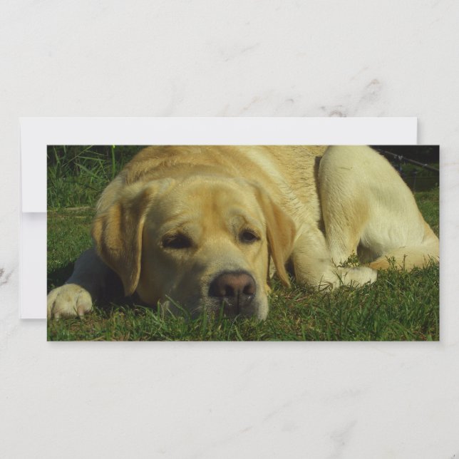 Labrador-Kühlung im grünen Gras (Vorderseite)