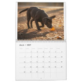 Labrador-Liebeskalender Kalender (Mär 2027)