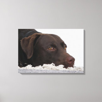 Labrador Lorenzo -..- Leinwanddruck