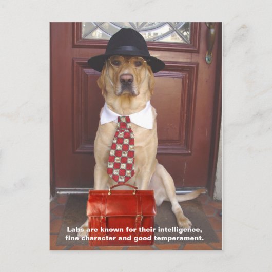 Labrador-Merkmale - feine Zeichen Postkarte (Vorderseite)