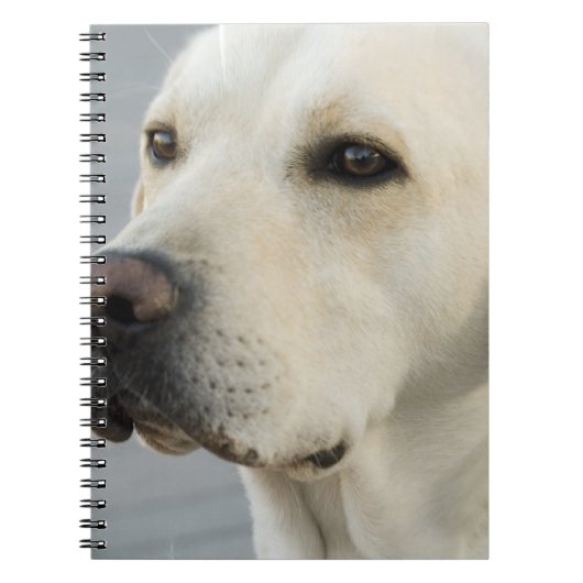 Labrador-Notizbuch Notizblock (Vorderseite)