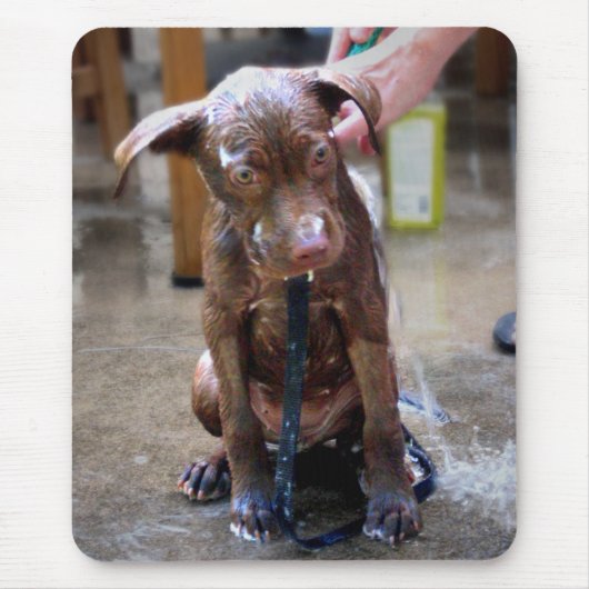 Labrador Pit Welpe Erlangen Sie ein Bad Mousepad (Vorne)