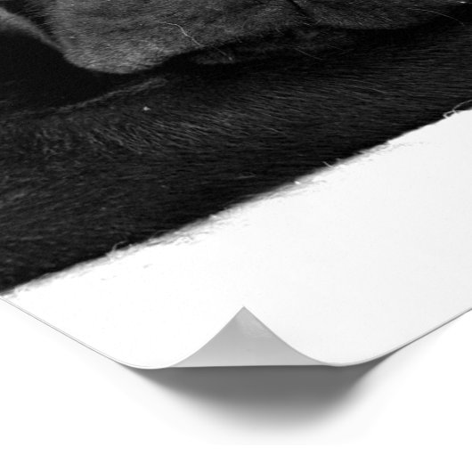 Labrador-Plakatdruck Poster (Ecke)