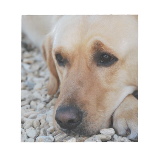 Labrador-Portrait Notizblock (Vorderseite)