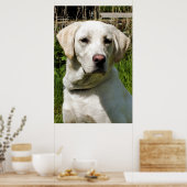 LABRADOR POSTER (Küche)