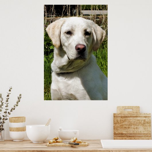 LABRADOR POSTER (Küche)