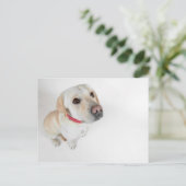Labrador Postkarte (Stehend Vorderseite)