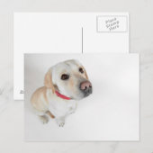 Labrador Postkarte (Vorne/Hinten)