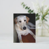 Labrador Postkarte (Stehend Vorderseite)