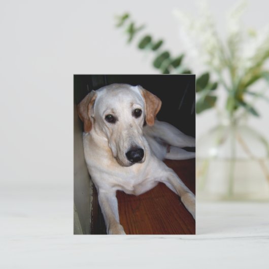 Labrador Postkarte (Stehend Vorderseite)
