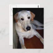 Labrador Postkarte (Vorne/Hinten)