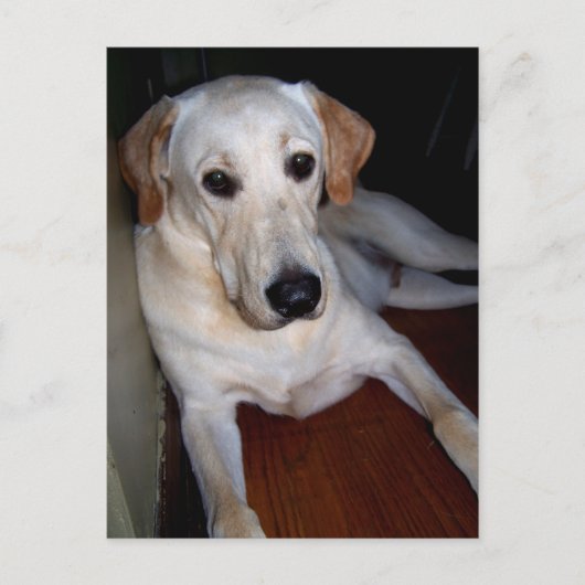 Labrador Postkarte (Vorderseite)
