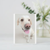 Labrador Postkarte (Stehend Vorderseite)