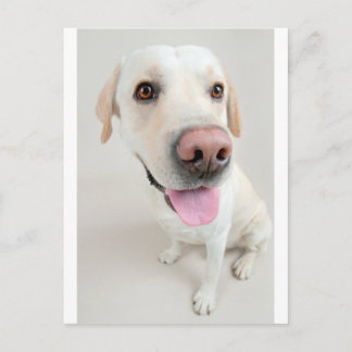 Labrador Postkarte