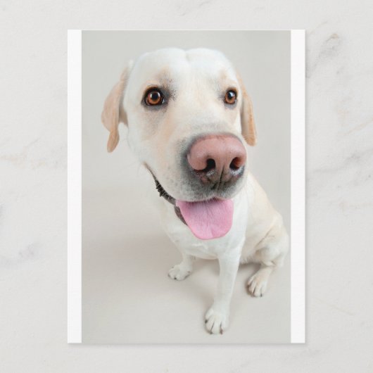 Labrador Postkarte (Vorderseite)