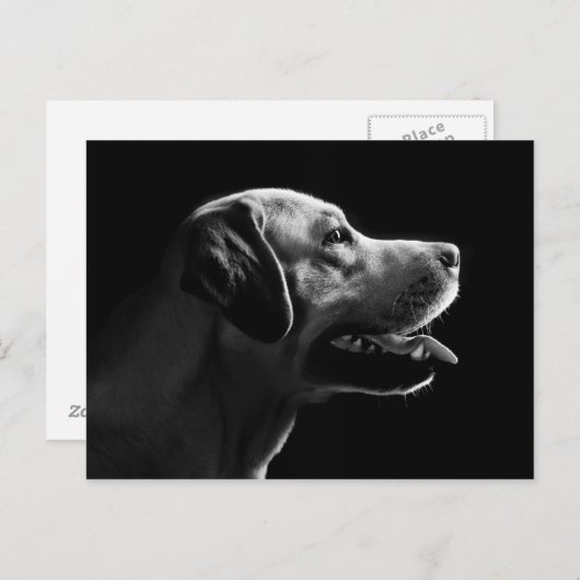 Labrador Postkarte (Vorne/Hinten)