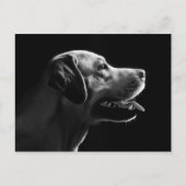 Labrador Postkarte (Vorderseite)