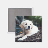 Labrador Puppy im Garten Magnet (Vorderseite/Rückseite)