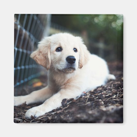 Labrador Puppy im Garten Magnet (Vorne)