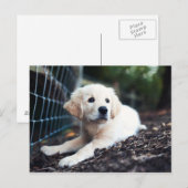 Labrador Puppy im Garten Postkarte (Vorne/Hinten)