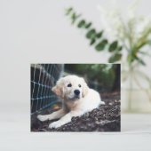 Labrador Puppy im Garten Postkarte (Stehend Vorderseite)