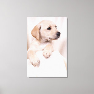 Labrador Puppy Leinwanddruck