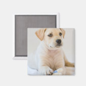 Labrador Puppy Magnet (Vorderseite/Rückseite)