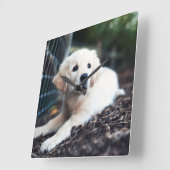 Labrador Puppy Playing In The Garden Quadratische Wanduhr (Winkel)