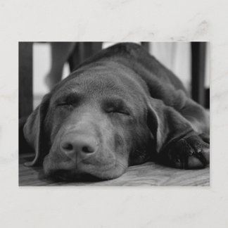 Labrador Puppy Postcard Postkarte