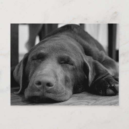Labrador Puppy Postcard Postkarte (Vorderseite)